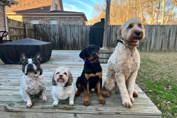 paws-embark_13