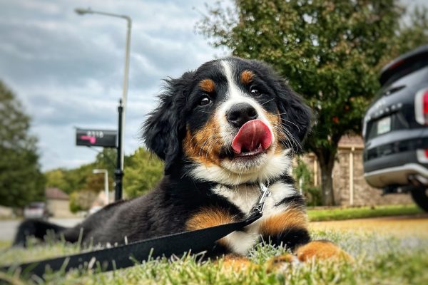 paws-embark_71